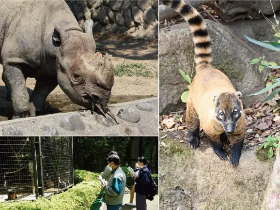 枝を口にするクロサイと、岩場を歩くアカハナグマ、展示場の前で観察・記録をする来園者